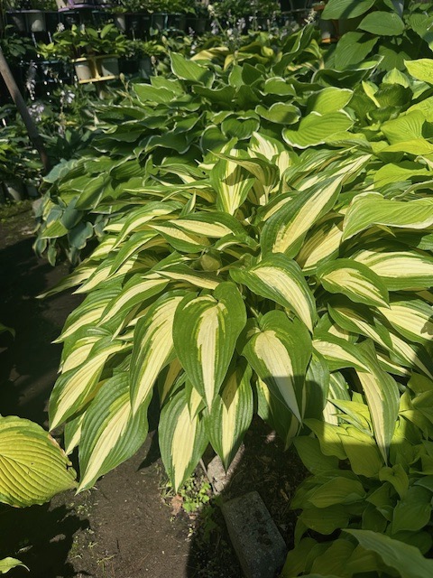 Calypso